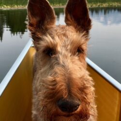 Irish Terrier - Wenonah Champlain Canoe