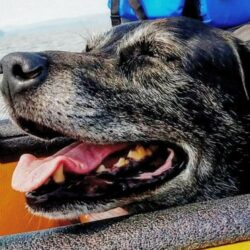 Wenonah Fisherman Canoe - Lab Dog